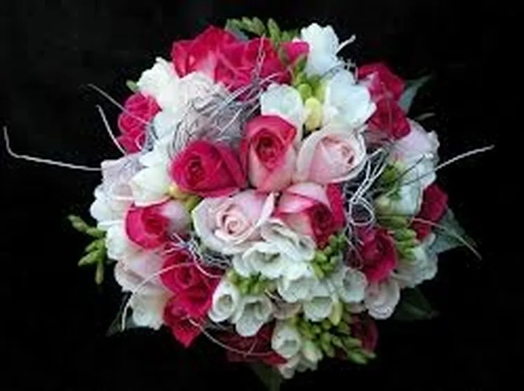 rose lucca