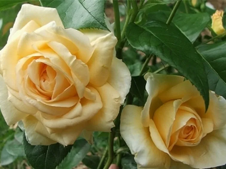 rose macerata