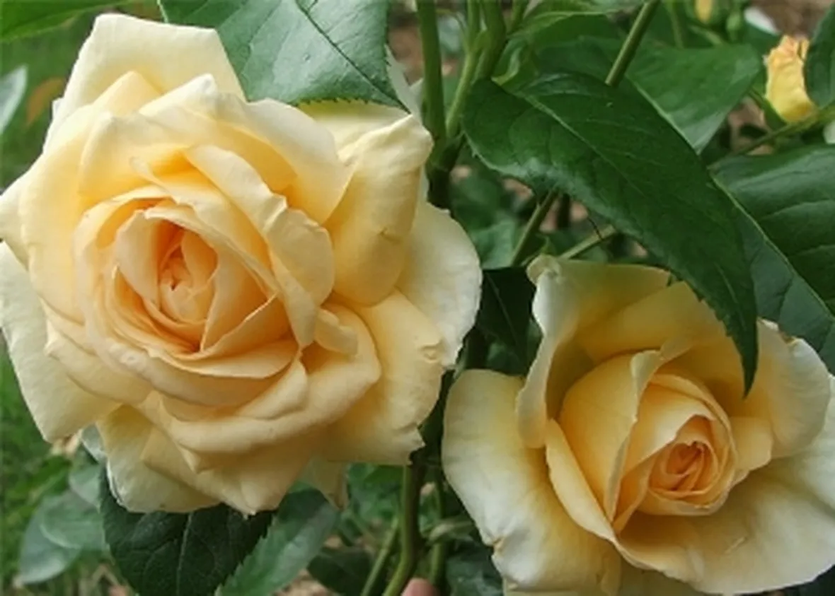 rose macerata
