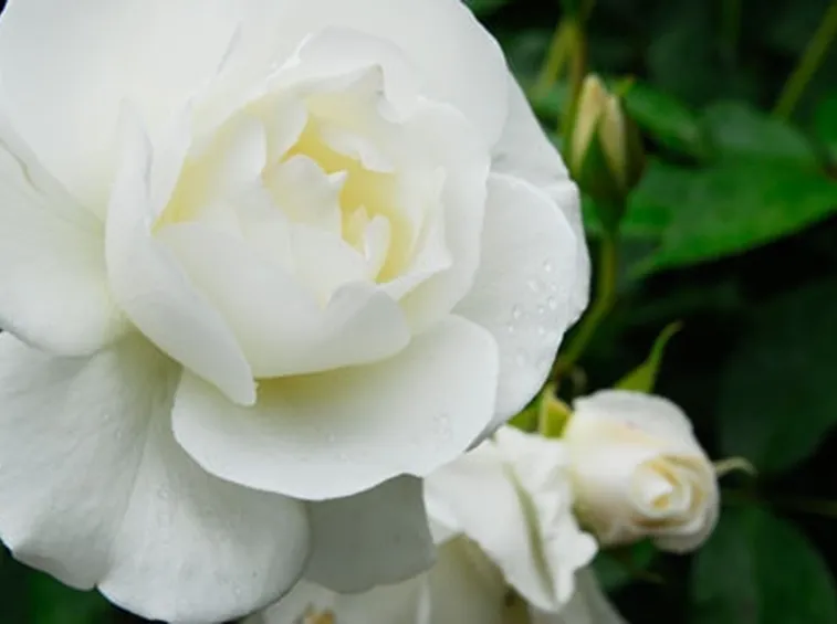 rose mantova