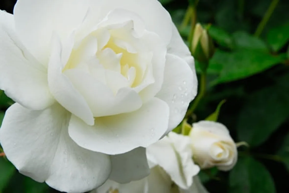 rose mantova