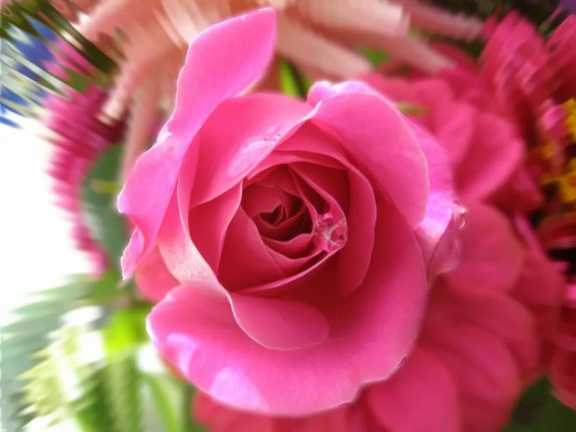 rose massa-carrara