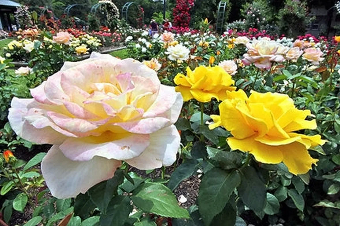 rose matera