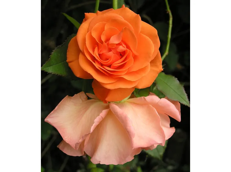 rose messina