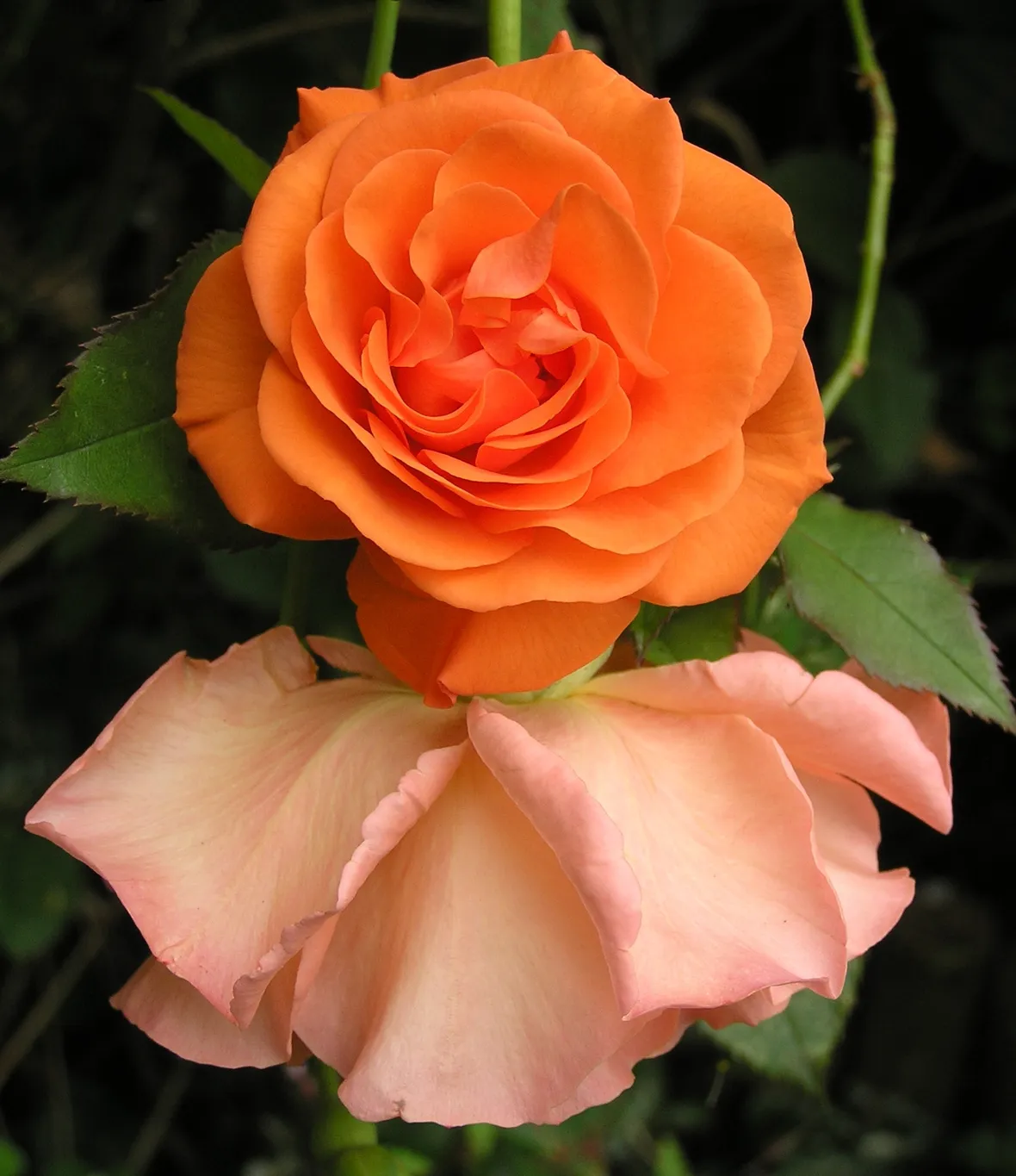 rose messina