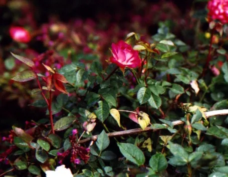 rose mini