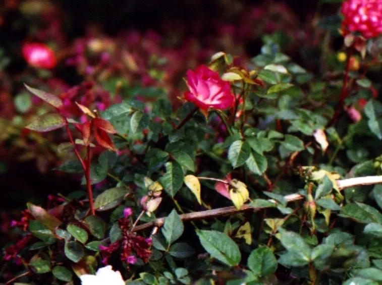 rose mini