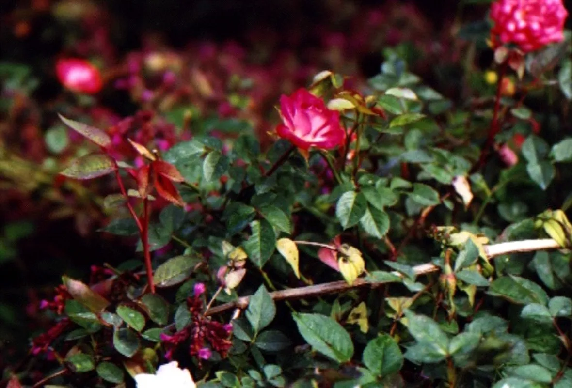 rose mini