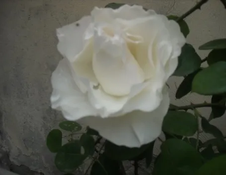 rose moderne