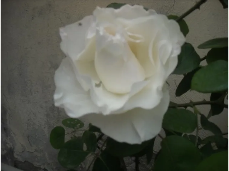rose moderne