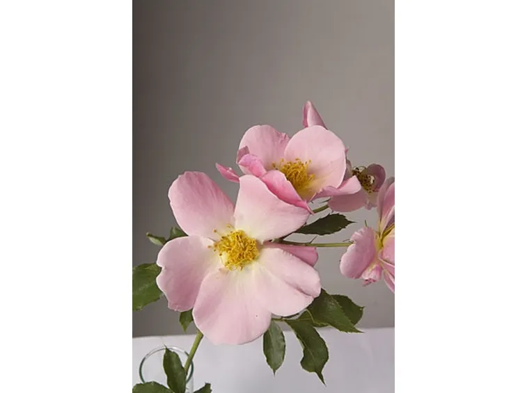 rose monza