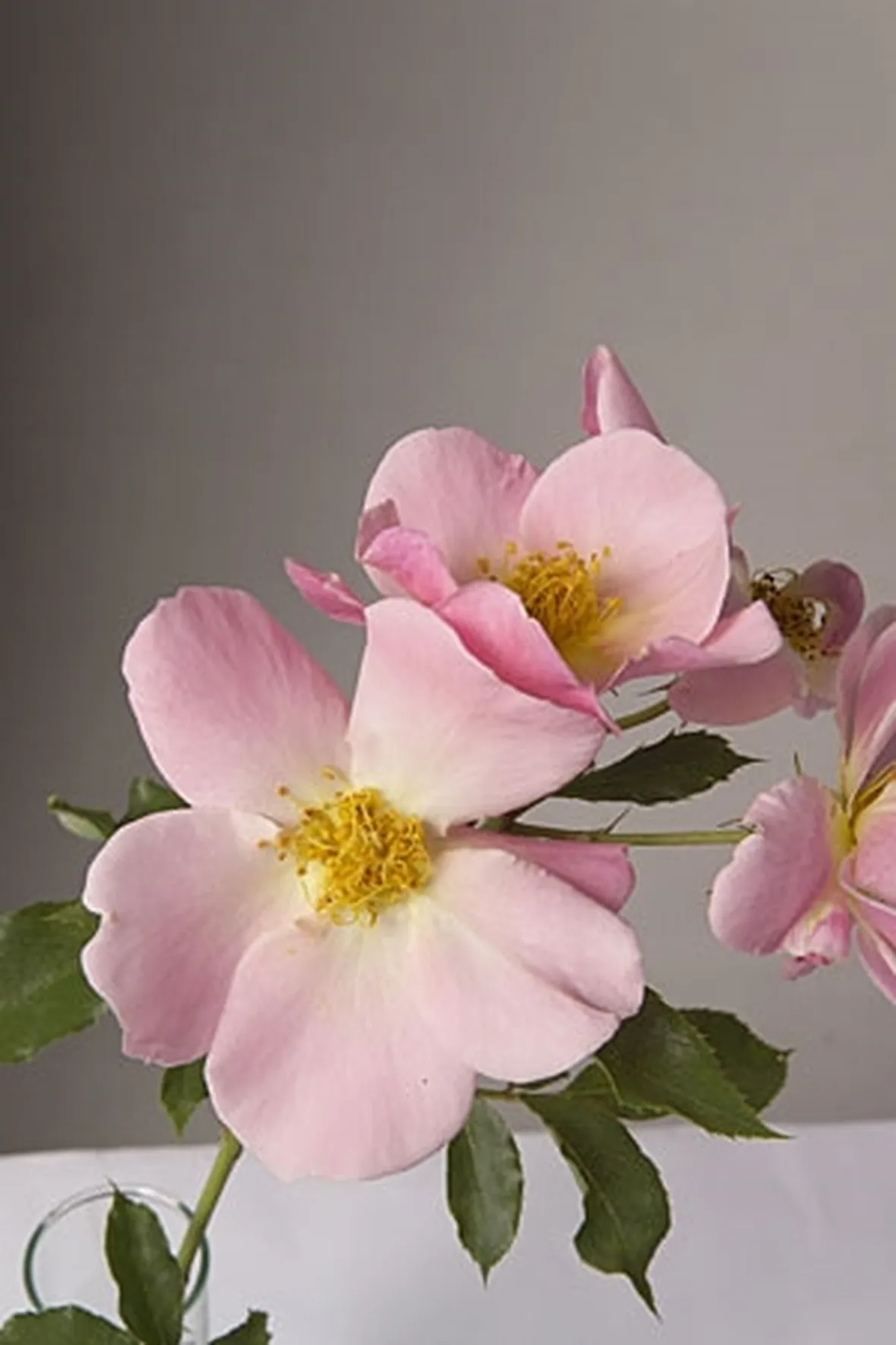 rose monza