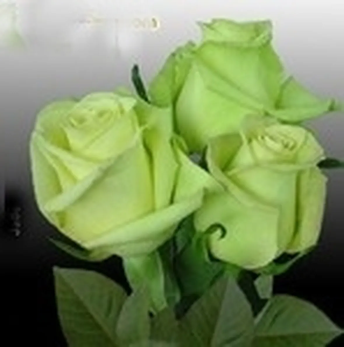 rose palermo