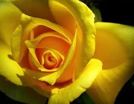 rose pasqua