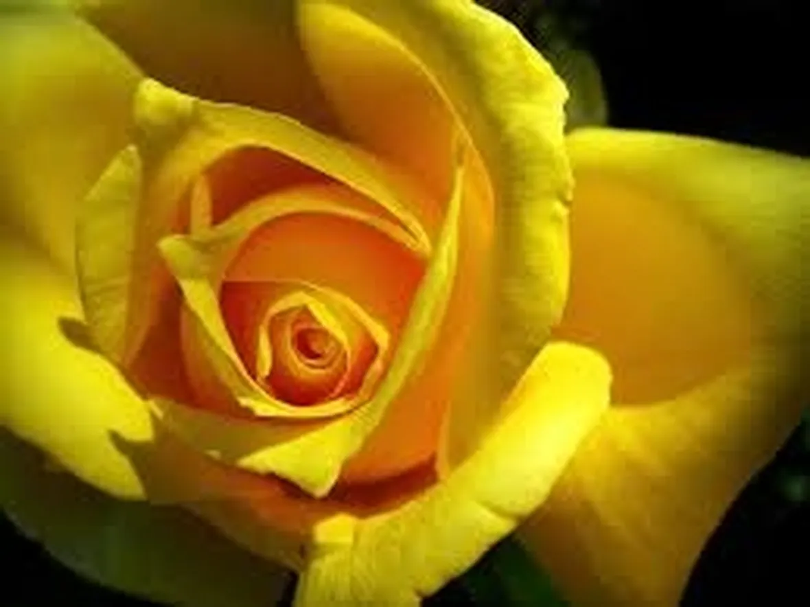 rose pasqua