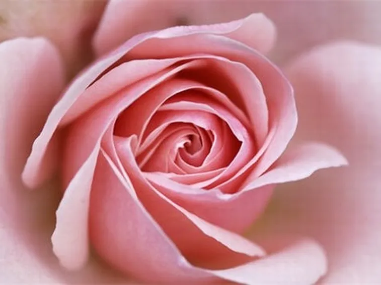 rose perugia