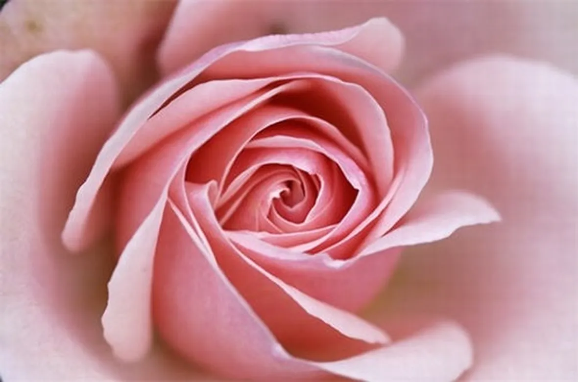 rose perugia