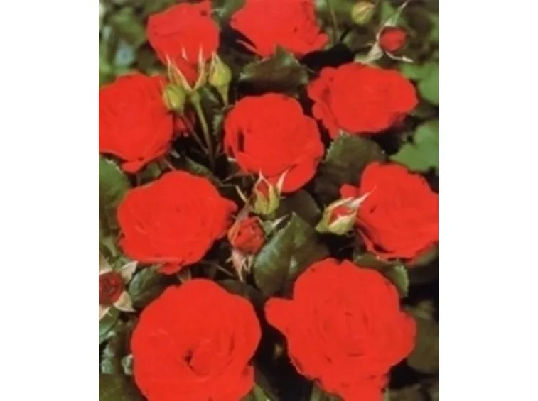 rose piacenza