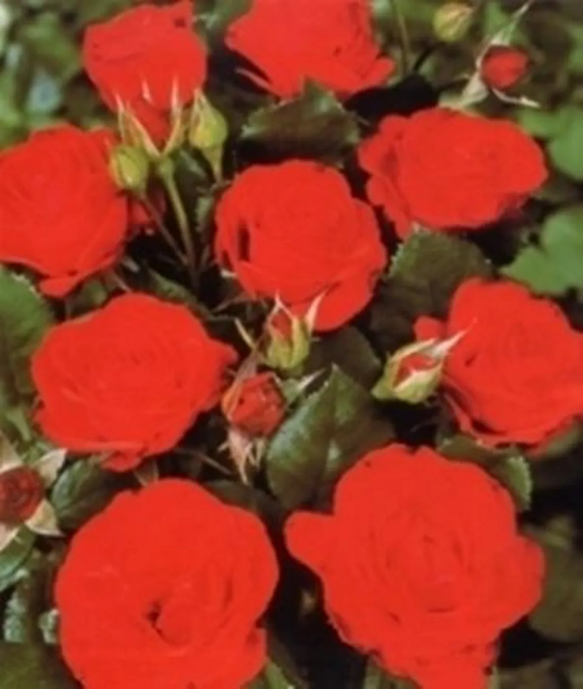 rose piacenza
