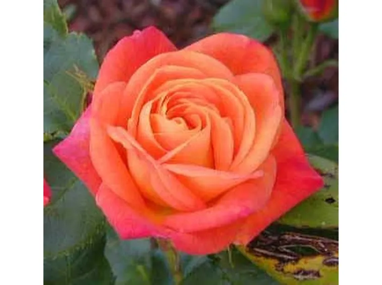 rose pistoia