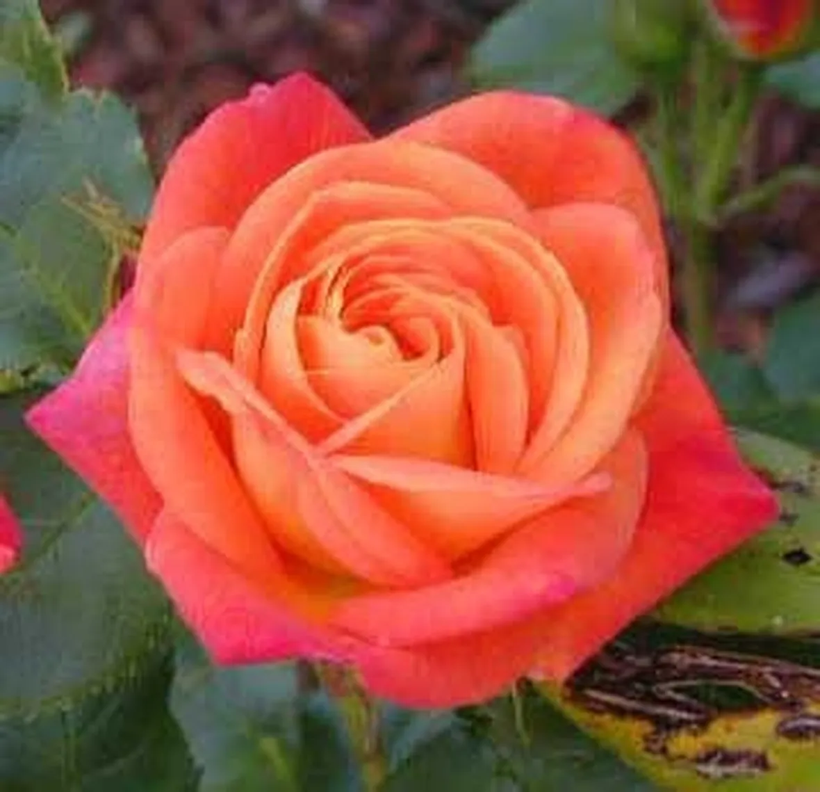 rose pistoia
