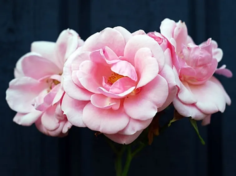 rose potenza