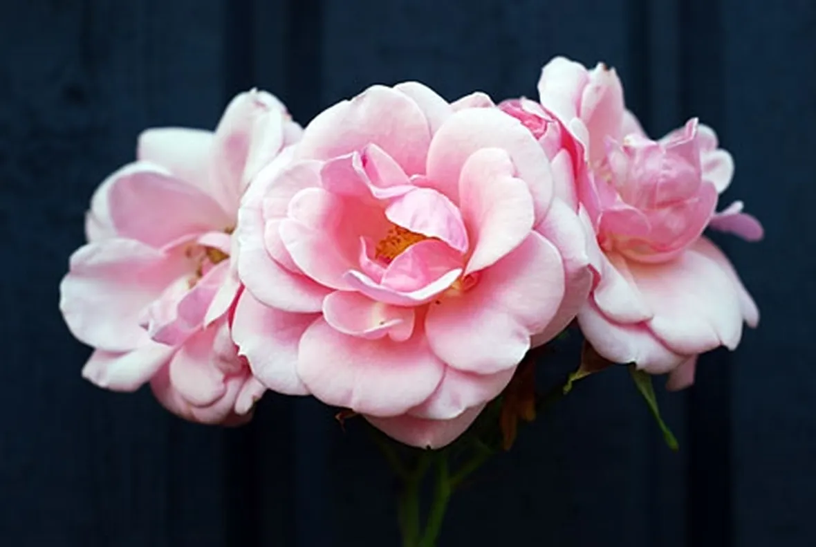 rose potenza
