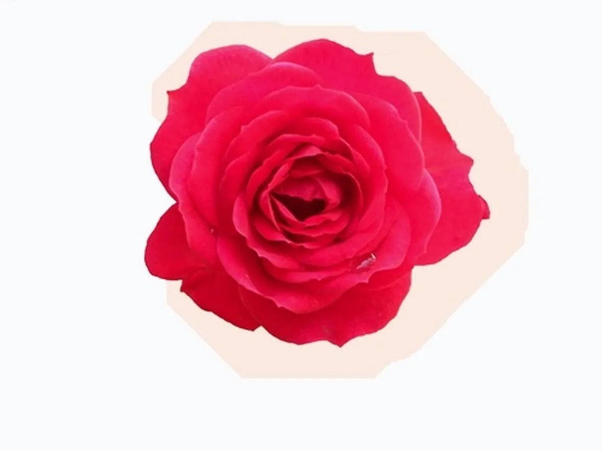 rose prato