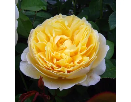 rose primavera
