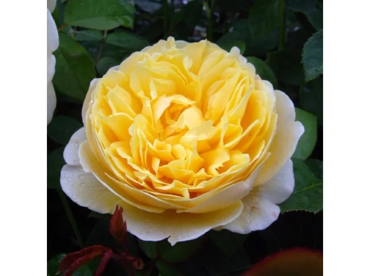 rose primavera