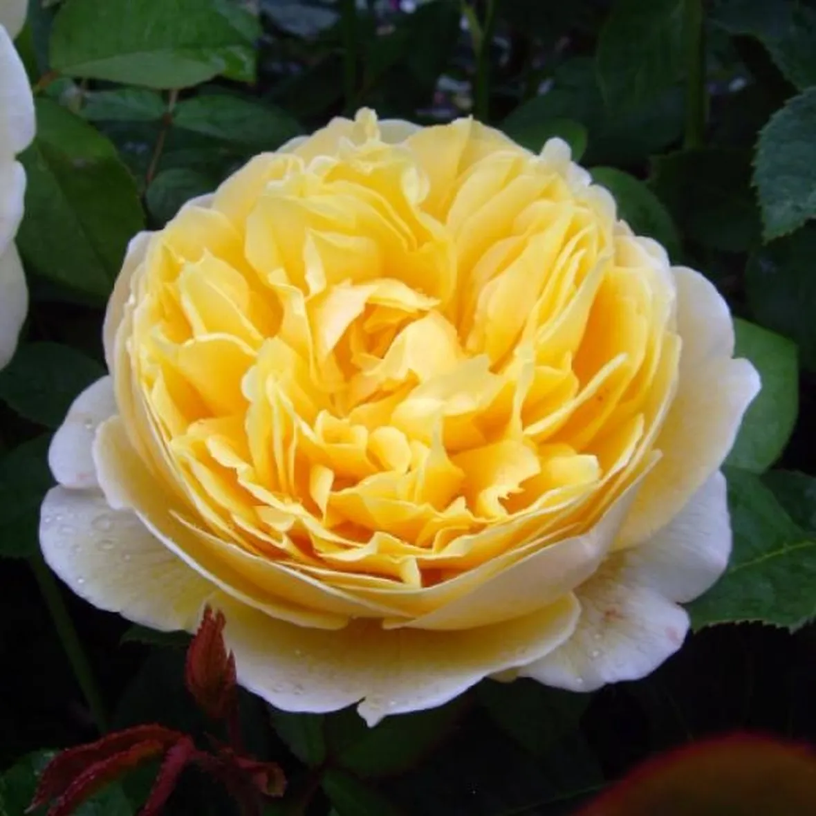 rose primavera