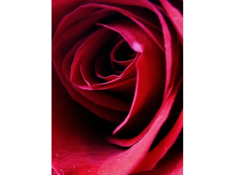rose ragusa