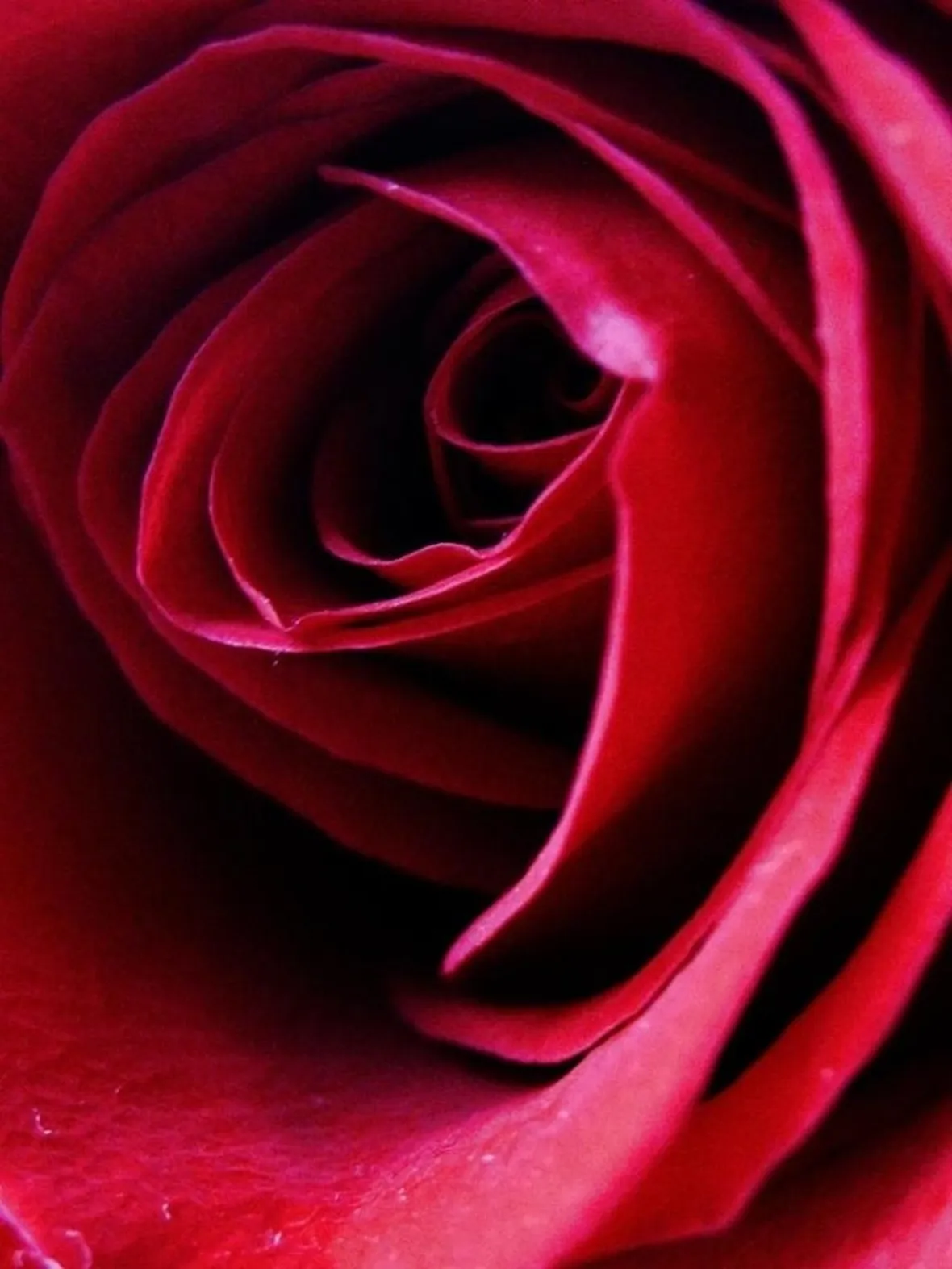 rose ragusa