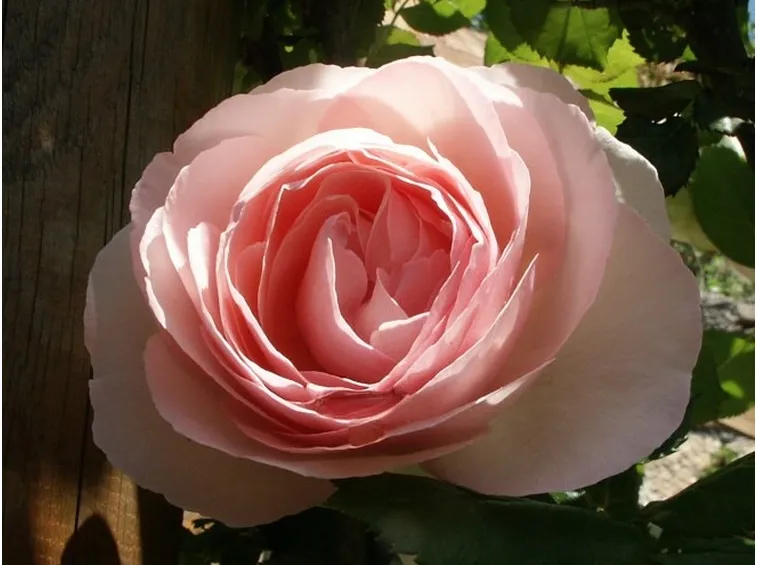rose reggio calabria