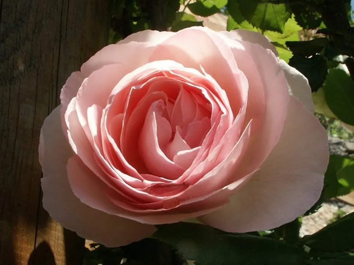 rose reggio calabria