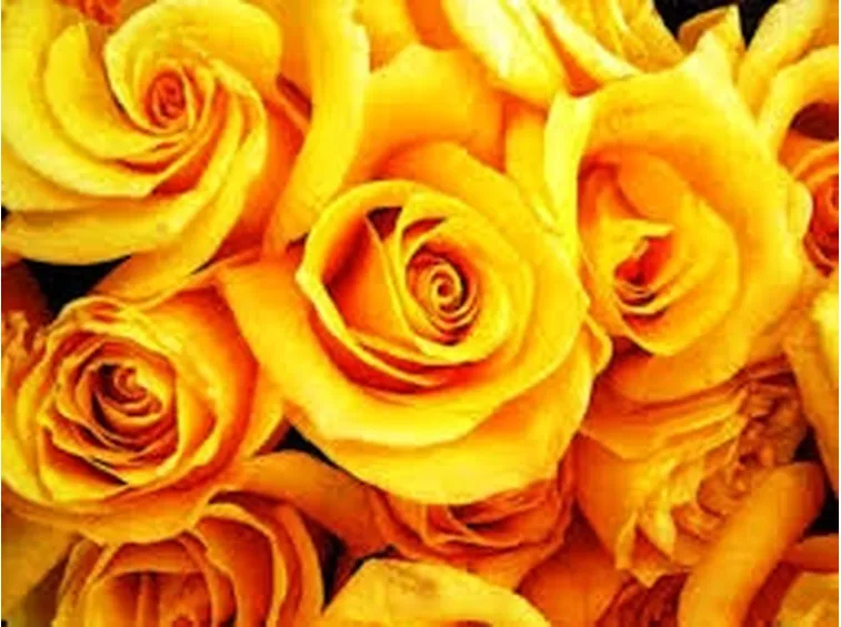 rose rimini