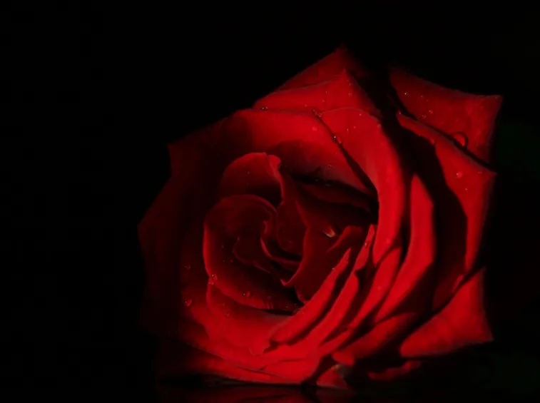 rose roma