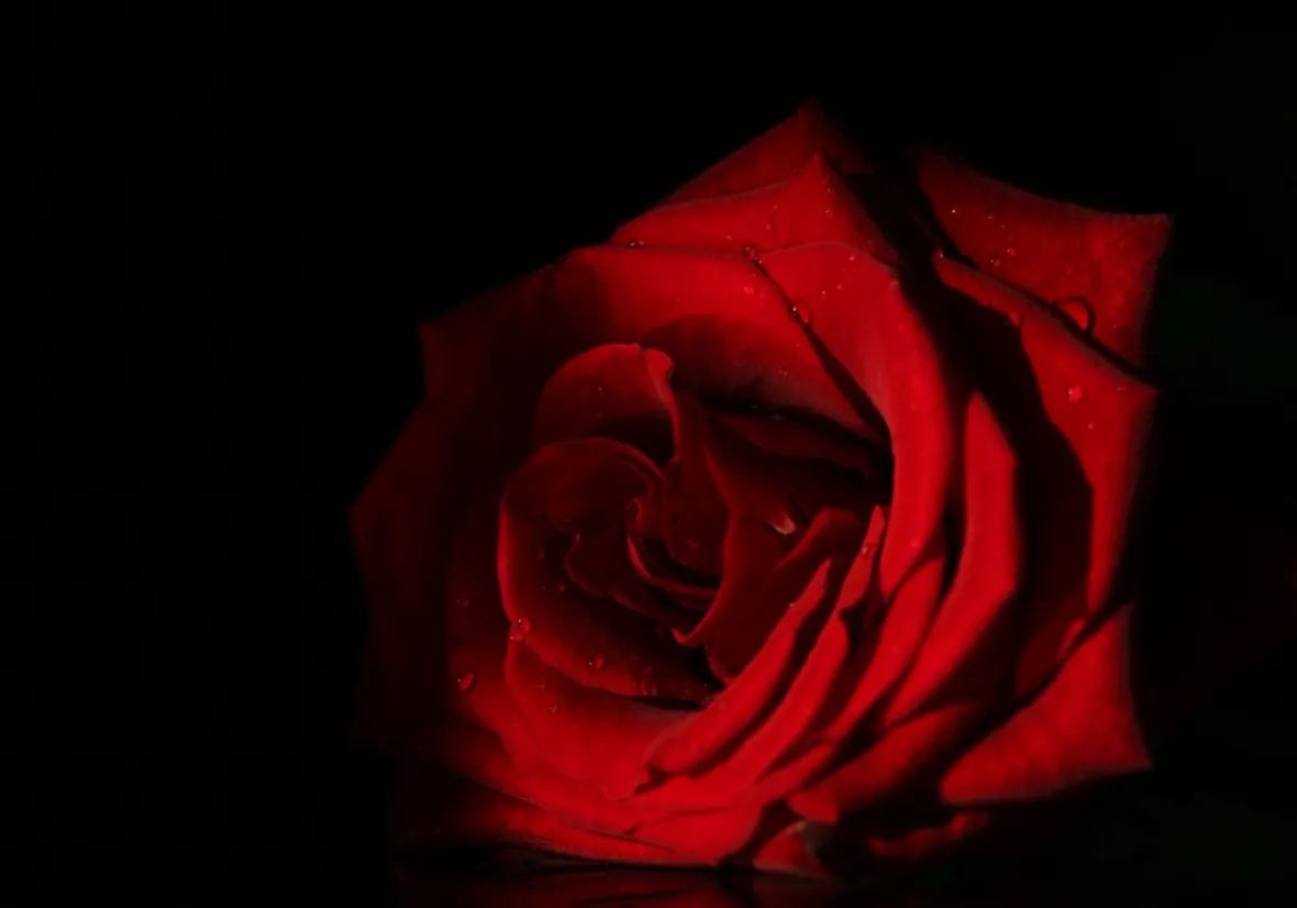 rose roma
