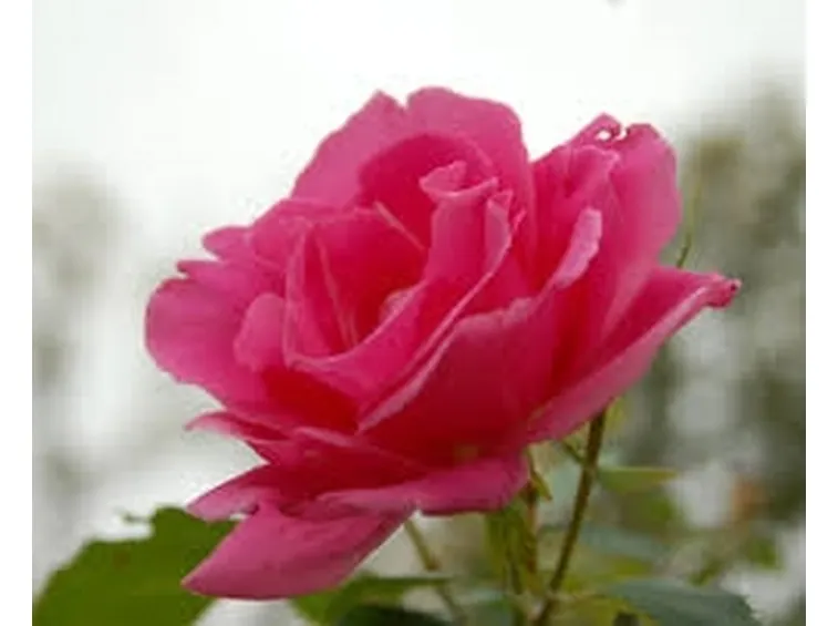 rose rosa bouquet 
