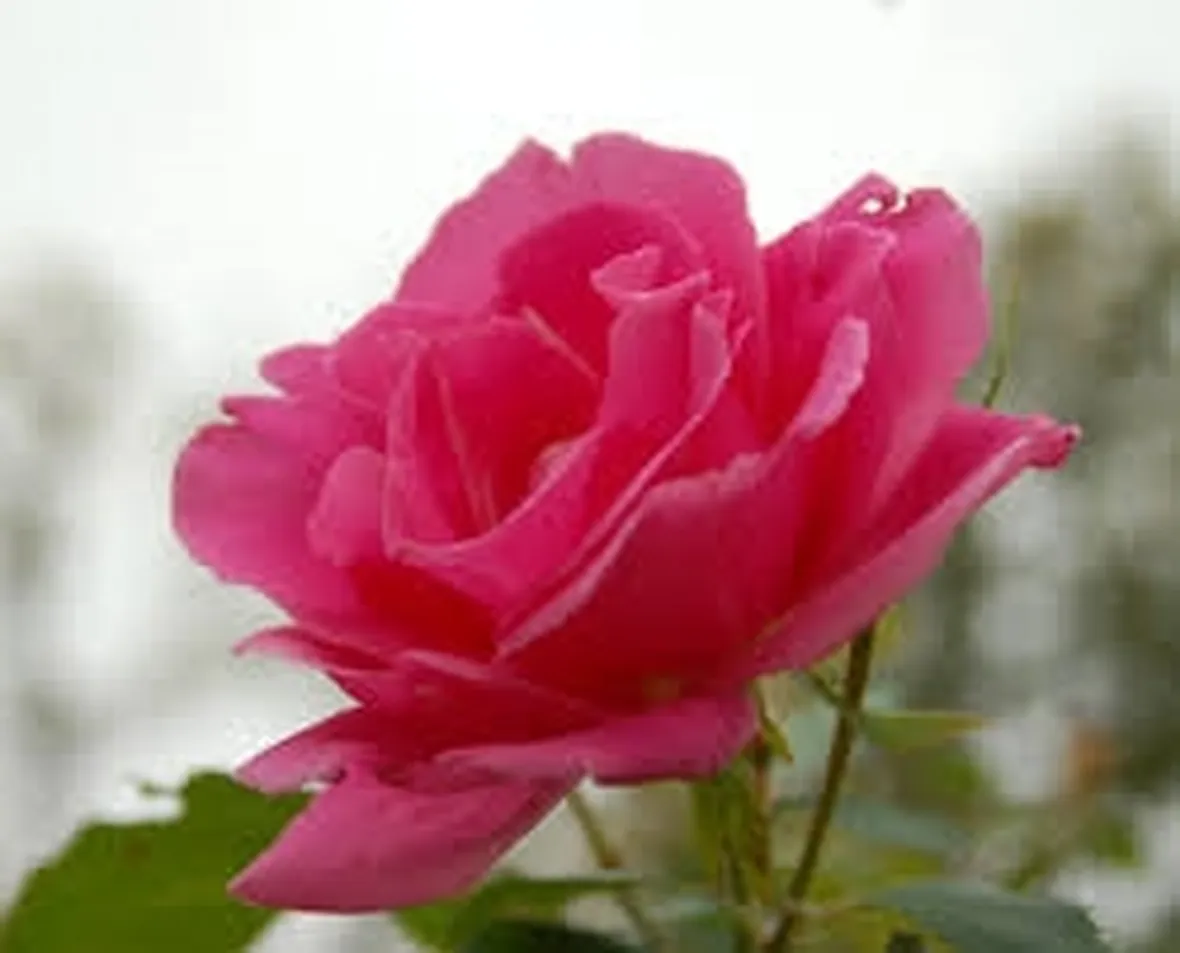rose rosa bouquet 