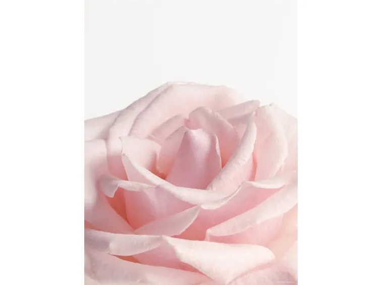 rose rosa