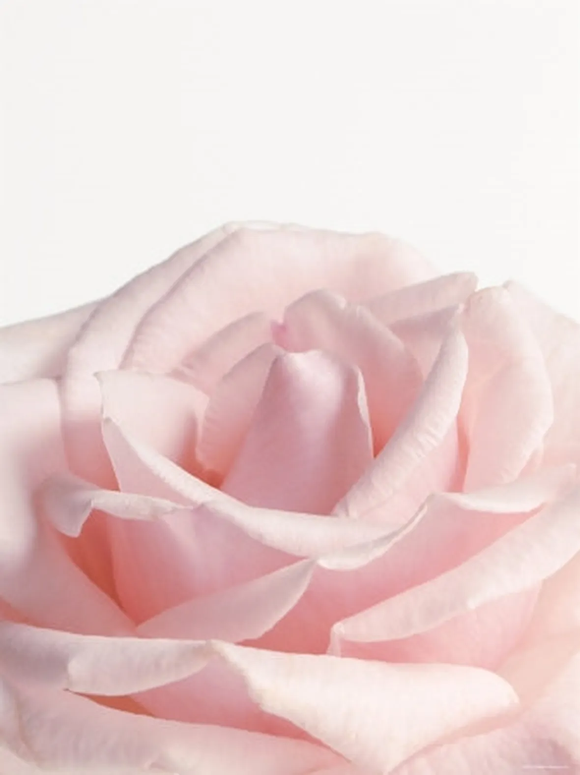 rose rosa