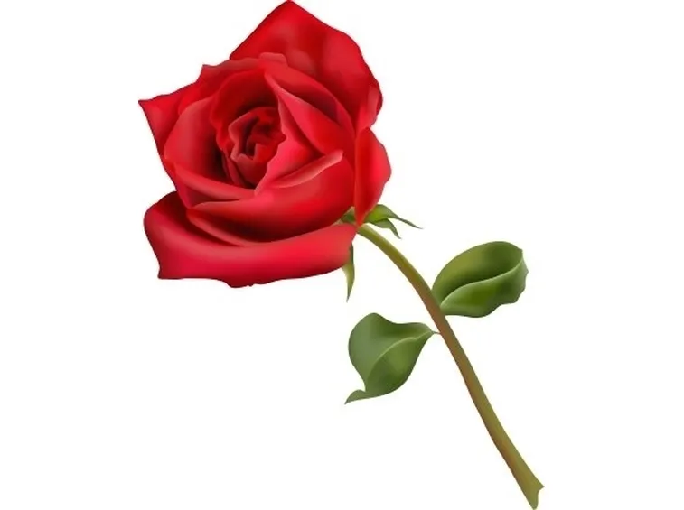 rose rosse e bianche bouquet 