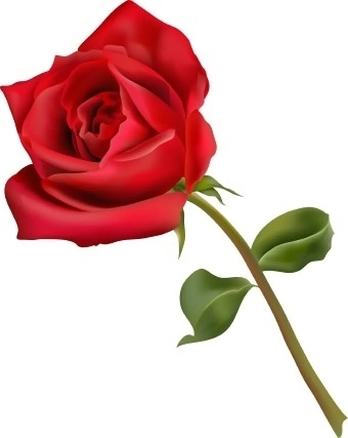 rose rosse e bianche bouquet 