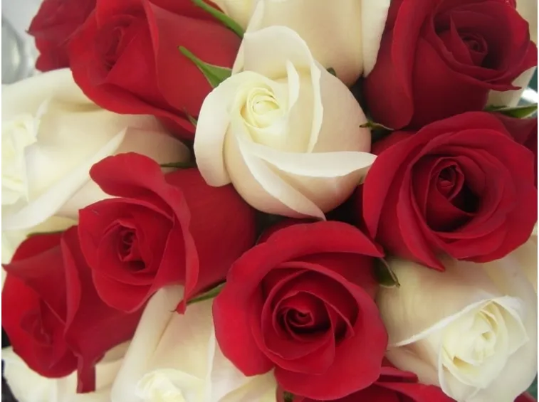 rose rosse e bianche