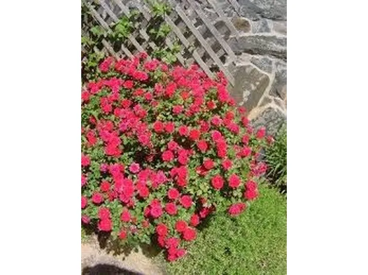 rose rosse san valentino