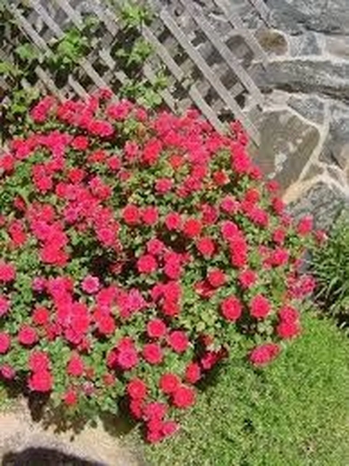 rose rosse san valentino