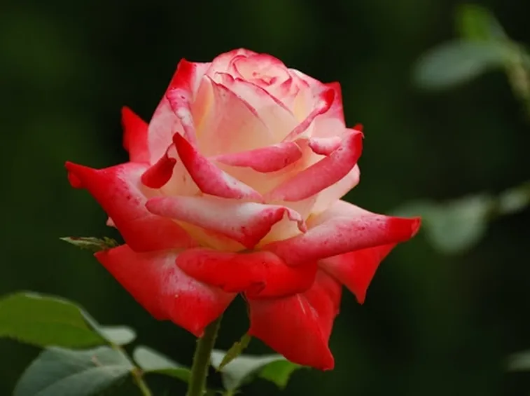 rose rovigo