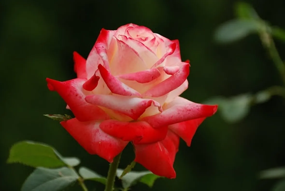 rose rovigo