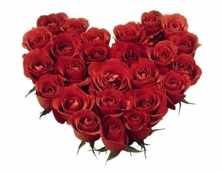 rose san valentino